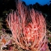 seawhip_pc_v_0705_png2020.jpg